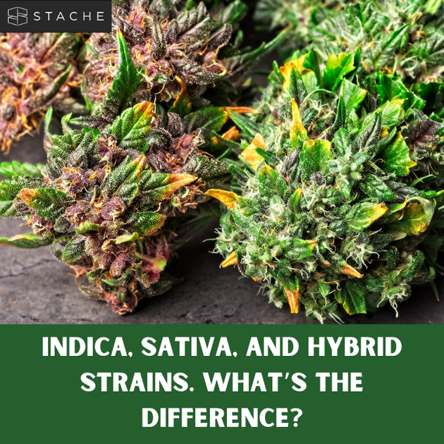 Indica, Sativa, and Hybrid Strains. What's the Difference? – Stache